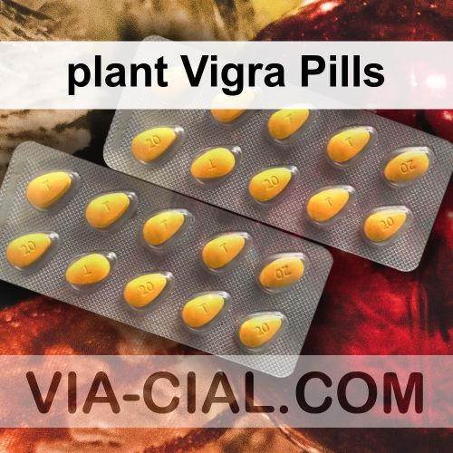 plant_Vigra_Pills_346.jpg